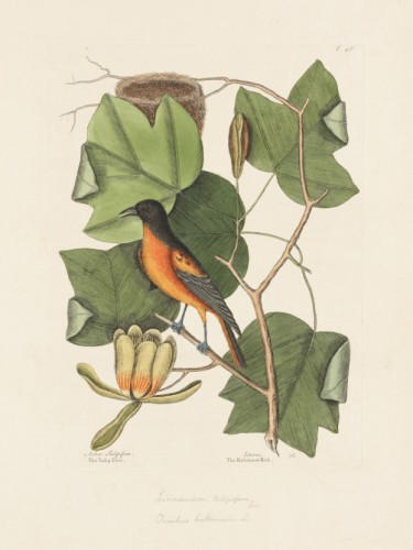 The Baltimore Bird