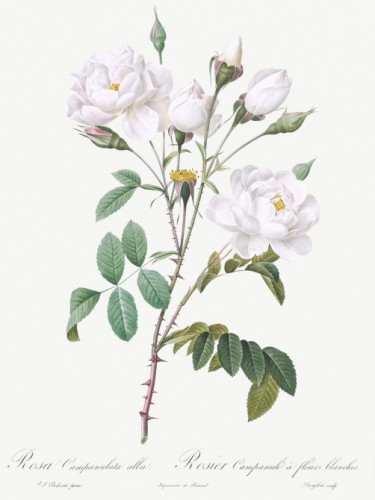 Rosa campanulata alba
