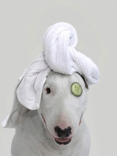 Собака