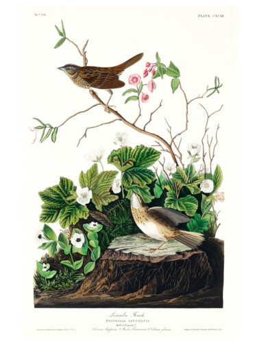 Lincoln Finch