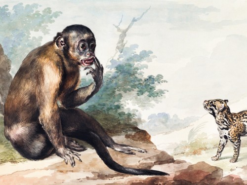 A Monkey Sitting on a Rock Looking at a Civet