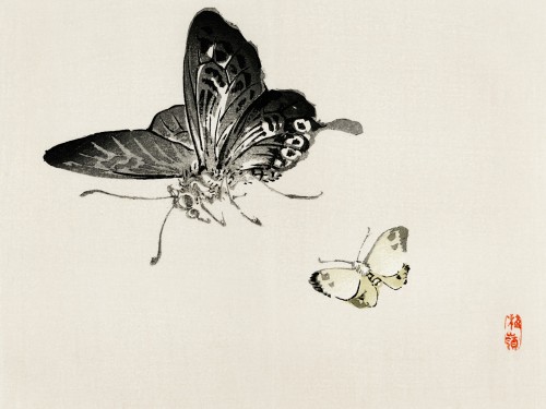 Butterflies