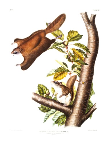Oregon Flying Squirrel