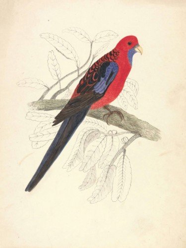 Red-capped Parakeet, female