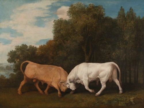 Bulls Fighting