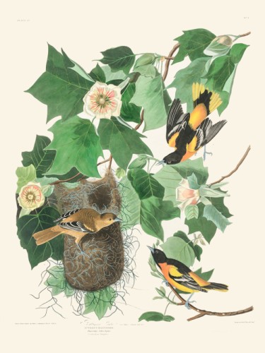 Baltimore Oriole