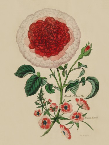 Adelaide Orleans Rose