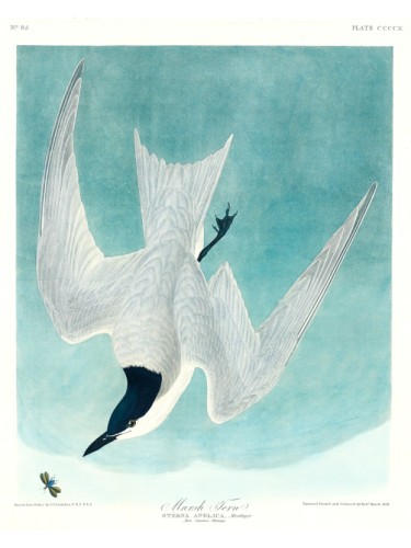 Marsh Tern