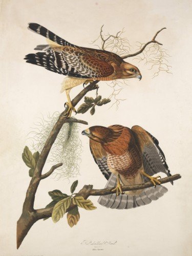 Red-shouldered Hawk, Buteo lineatus