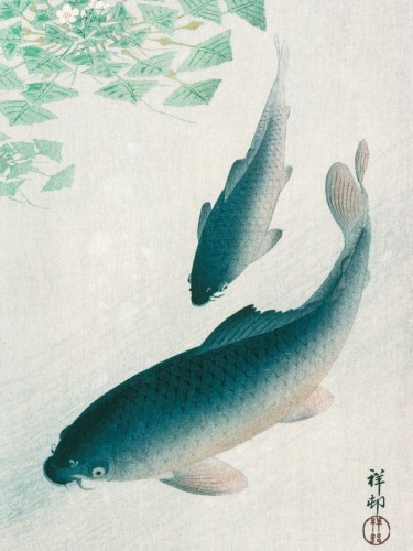 Carp or Koi