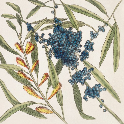 Sorrel Tree