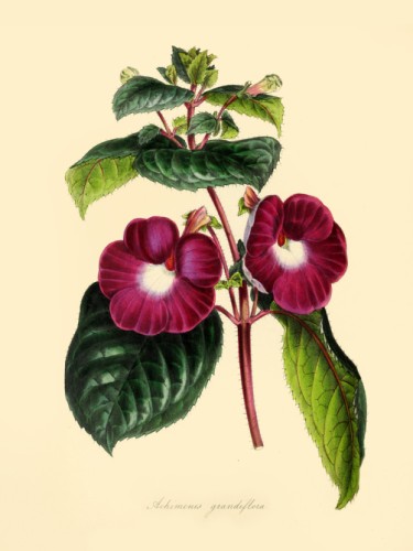 Achimenes Grandiflora