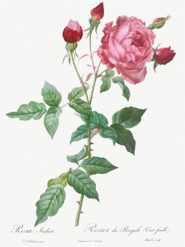 Provence Rose