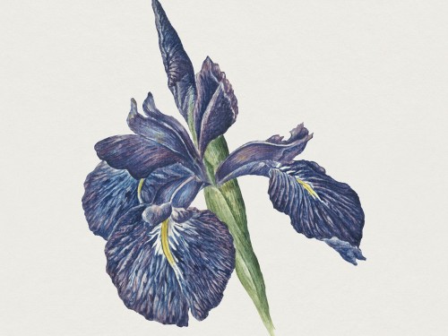 Iris