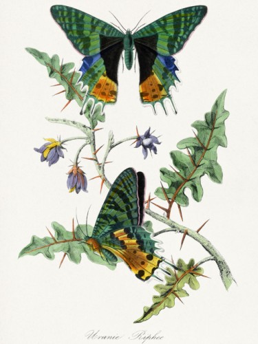 Le Jardin des Plante