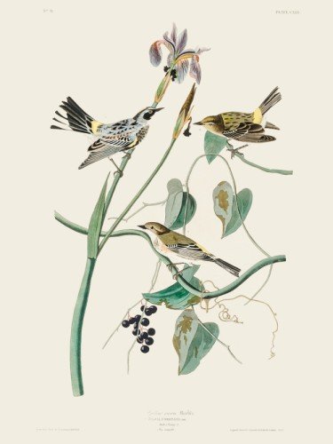 Yellow-crown Warbler