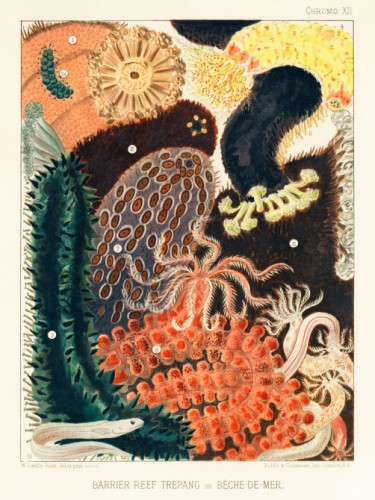 The Great Barrier Reef of Australia