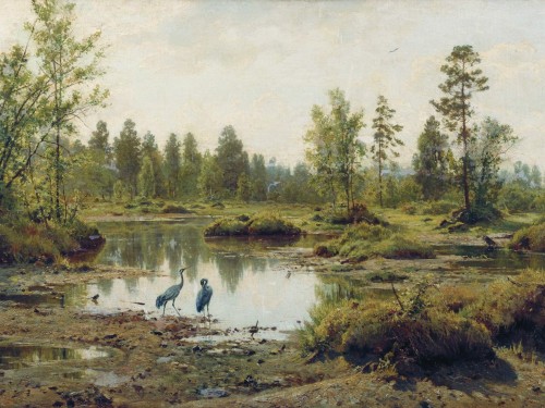 Болото. Журавли