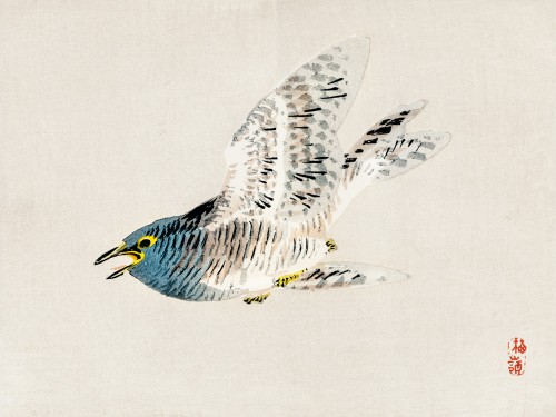 European herring gull
