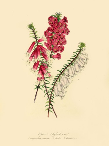 1. Campanulata Maxima. 2. Bicolor. 3. Delicata.