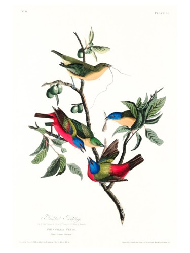 Painted Finch