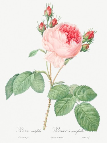 Cabbage Rose