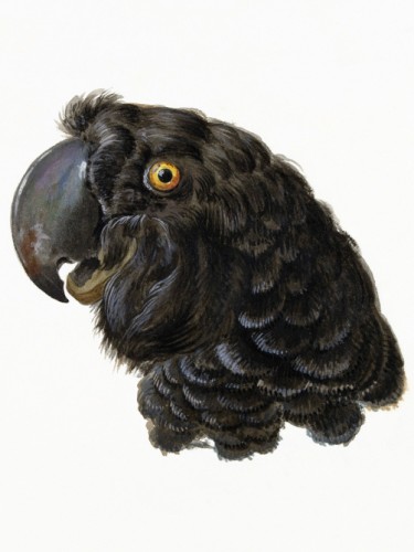 Cockatoo Head