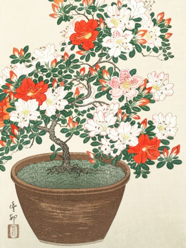 Blooming azalea in brown pot