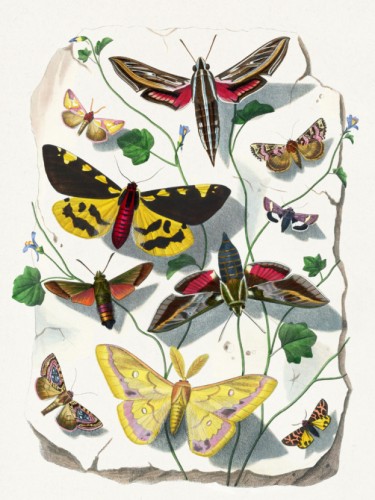 Le Jardin des Plante