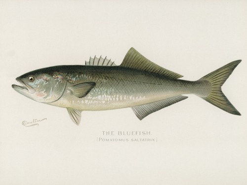 Fish Illustrations