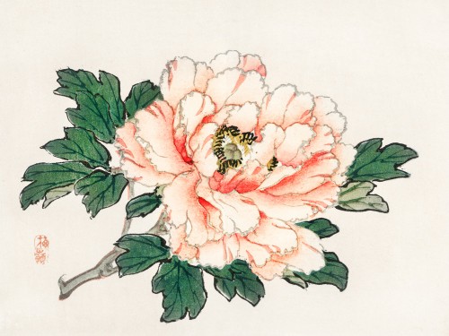 Pink rose