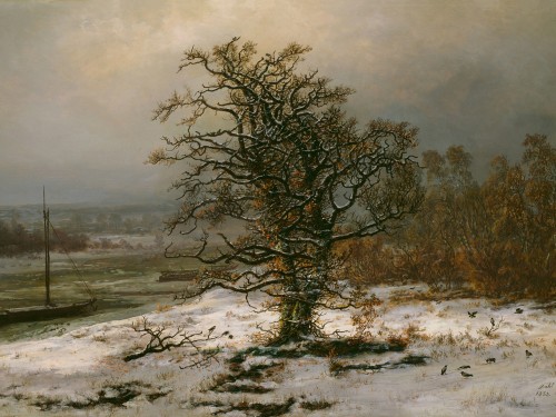Oak Tree by the Elbe in Winter