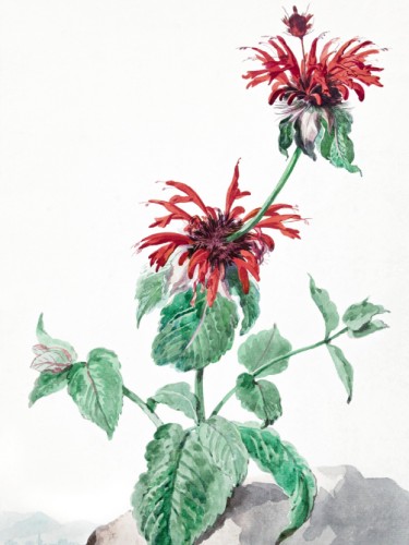 A Red Bergamot in a Landscape
