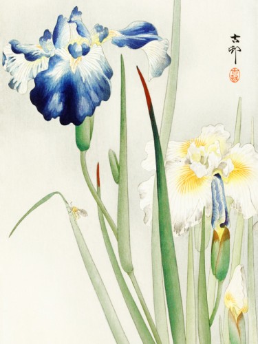 Irises