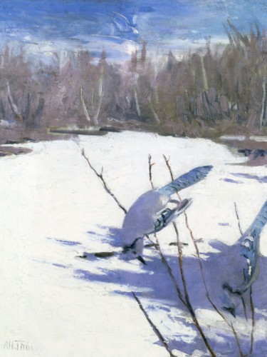 Blue Jays in Winter