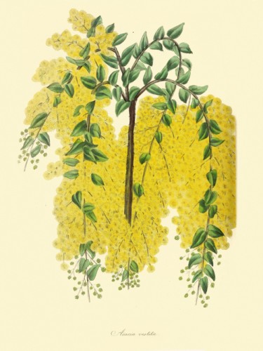 Acacia Vestita