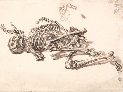 A Human Skeleton