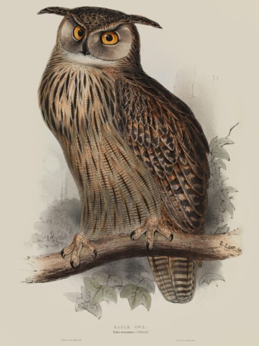 Eagle Owl, Bubo maximus