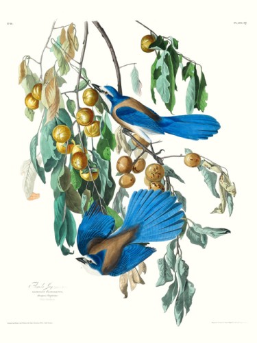 Florida Jay
