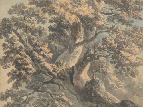 Study of a Tree