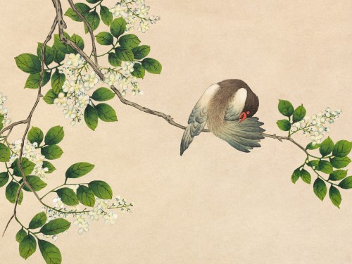 Preening Bird