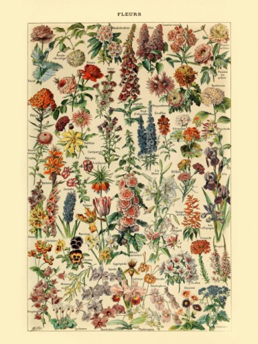 Fleurs