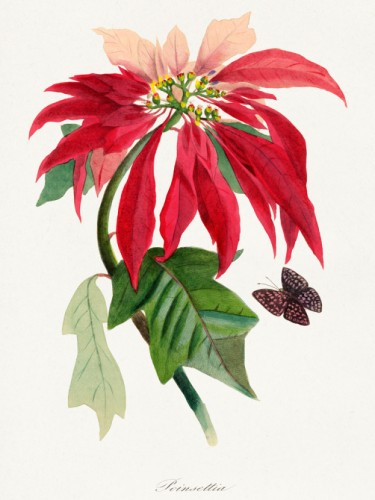 Le Jardin des Plante
