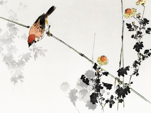 Japanese swallow bird