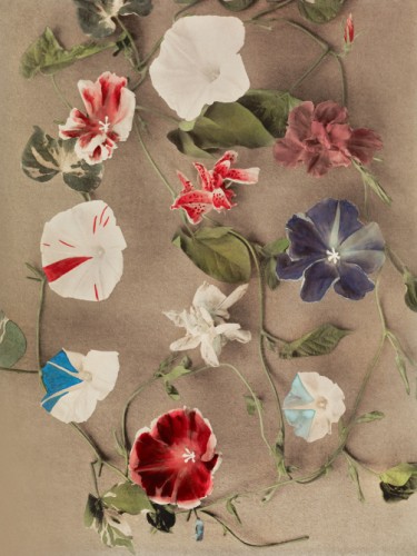 Group of Morning Glories