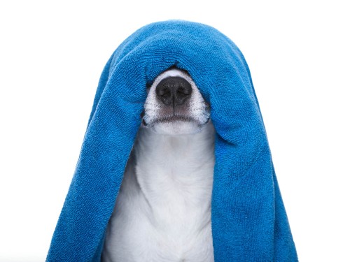 Собака