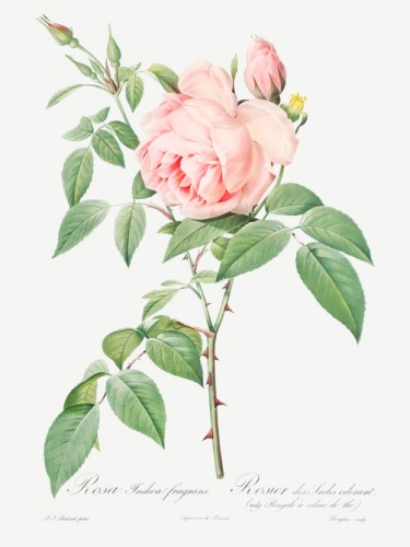 Rosa indica fragrans
