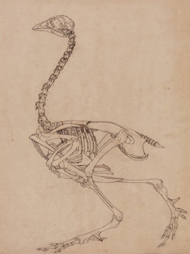 Fowl Skeleton, Lateral View