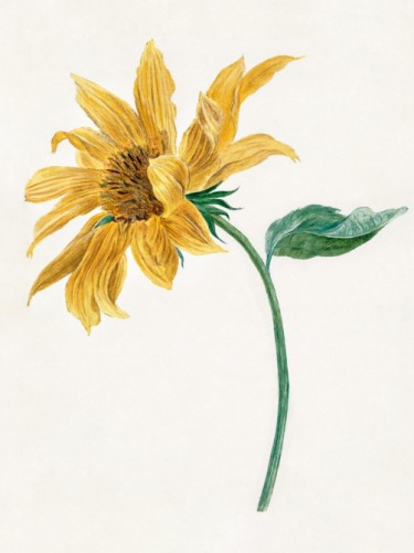Branch with a sunflower