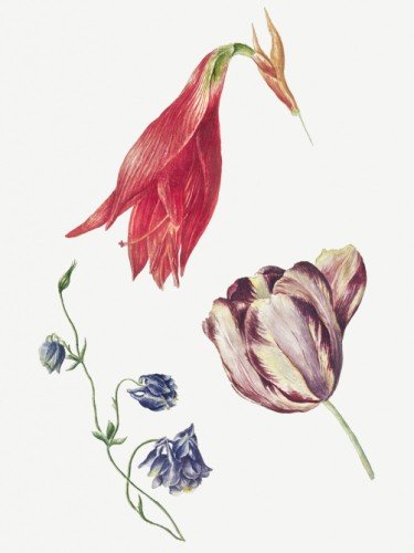 Tulp, akelei en amaryllis